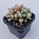 Graptoveria 'avant-garde'