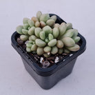 Graptoveria 'avant-garde'
