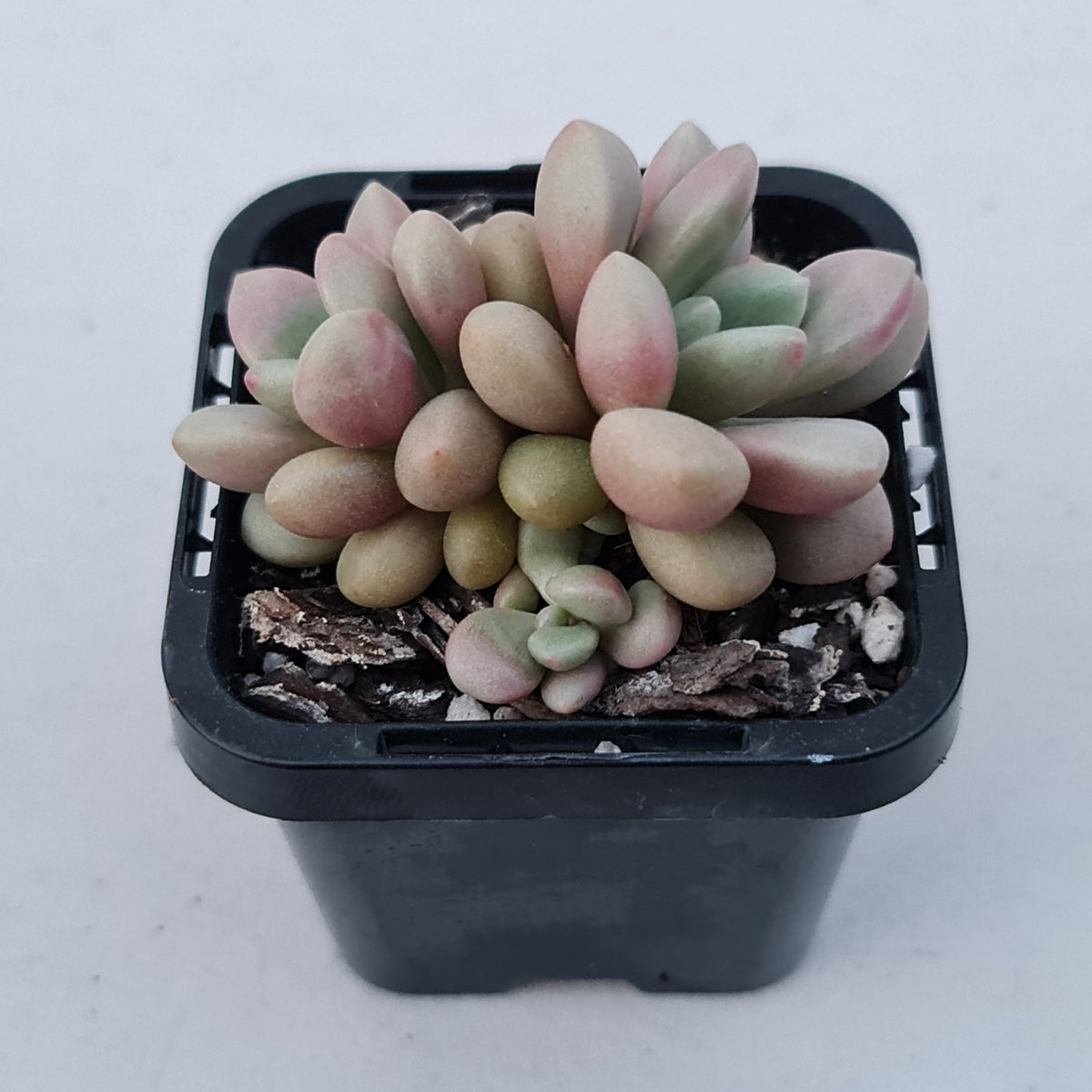 Graptoveria 'avant-garde'