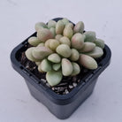 Graptoveria 'avant-garde'