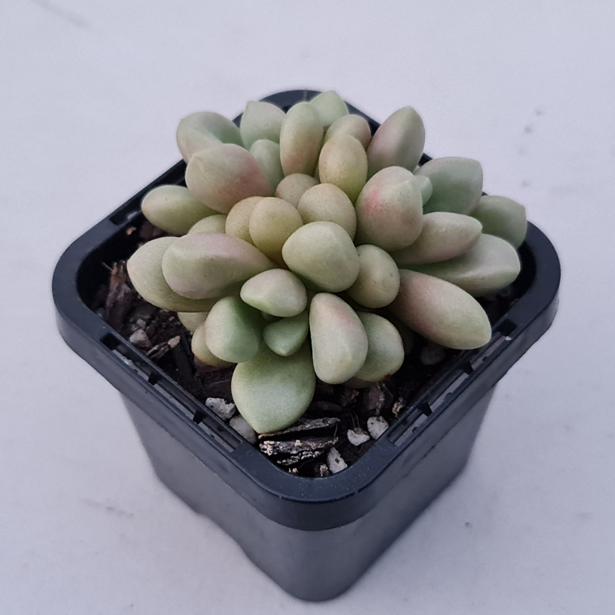 Graptoveria 'avant-garde'