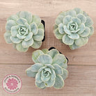 Graptoveria 'Lovely Rose' Monstrose