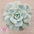 Graptoveria 'Lovely Rose' Monstrose