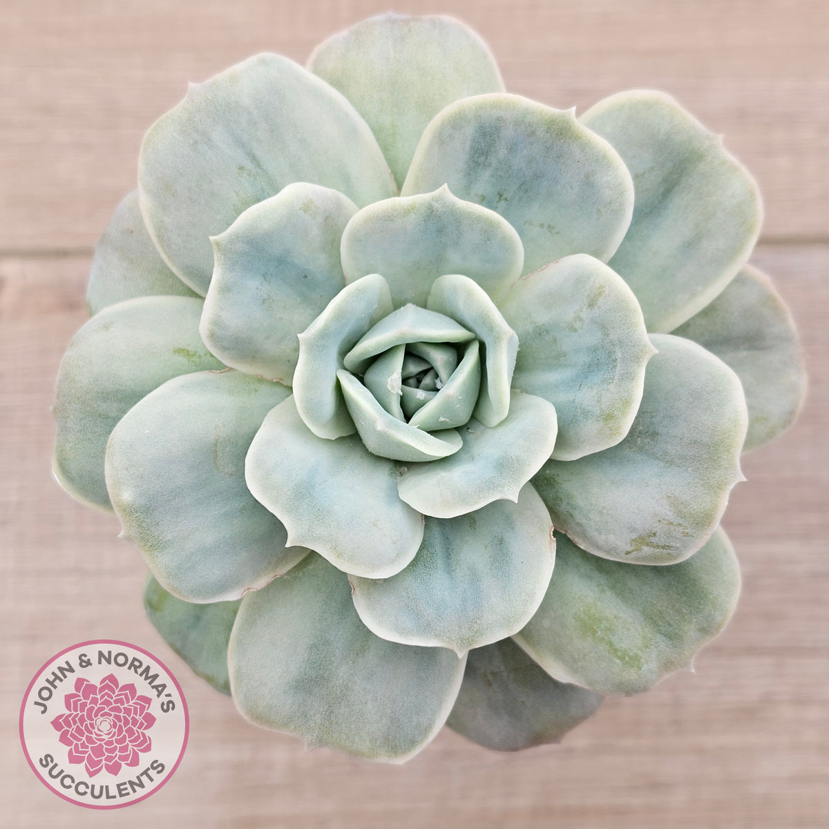 Graptoveria 'Lovely Rose' Monstrose