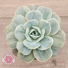 Graptoveria 'Lovely Rose' Monstrose