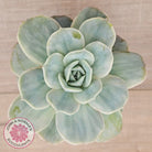 Graptoveria 'Lovely Rose' Monstrose
