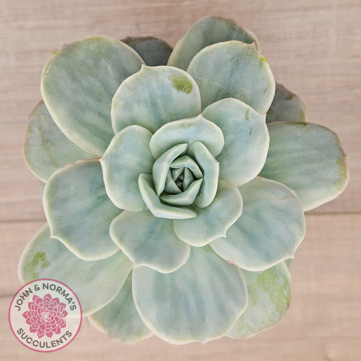 Graptoveria 'Lovely Rose' Monstrose