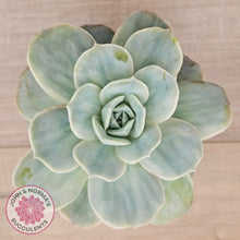 Load image into Gallery viewer, Graptoveria &#39;Lovely Rose&#39; Monstrose
