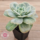 Graptoveria 'Lovely Rose' Monstrose