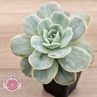 Graptoveria 'Lovely Rose' Monstrose