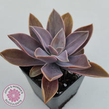 Load image into Gallery viewer, Graptoveria &#39;Fred Ives Variegata&#39; (Light Variegation) - John &amp; Norma&#39;s Succulents Australia
