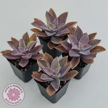 Load image into Gallery viewer, Graptoveria &#39;Fred Ives Variegata&#39; (Light Variegation) - John &amp; Norma&#39;s Succulents Australia
