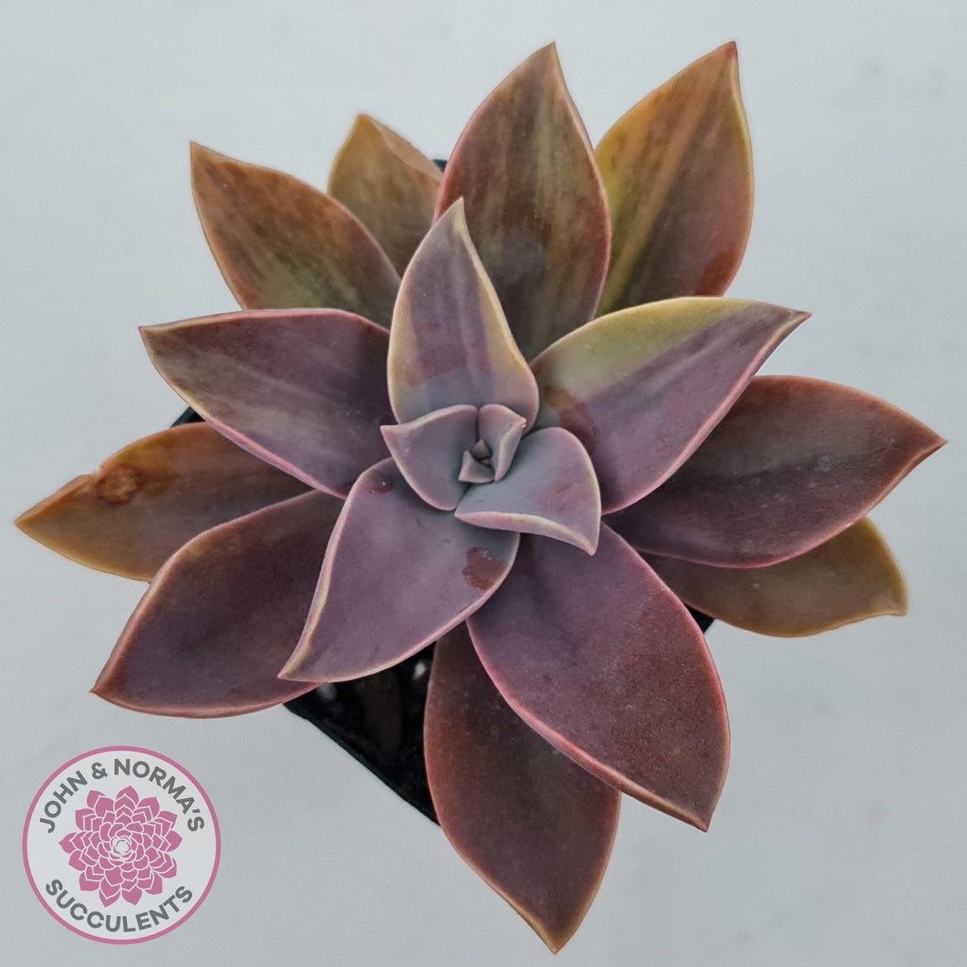 Graptoveria 'Fred Ives Variegata' (Light Variegation) - John & Norma's Succulents Australia