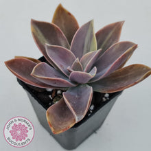 Load image into Gallery viewer, Graptoveria &#39;Fred Ives Variegata&#39; (Light Variegation) - John &amp; Norma&#39;s Succulents Australia
