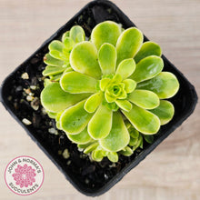 Load image into Gallery viewer, Greenovia Dodrentalis Variegated
