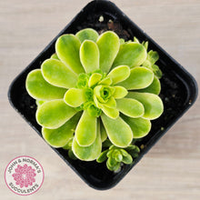 Load image into Gallery viewer, Greenovia Dodrentalis Variegated
