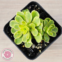 Load image into Gallery viewer, Greenovia Dodrentalis Variegated

