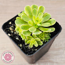 Load image into Gallery viewer, Greenovia Dodrentalis Variegated
