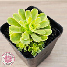 Load image into Gallery viewer, Greenovia Dodrentalis Variegated
