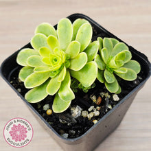 Load image into Gallery viewer, Greenovia Dodrentalis Variegated

