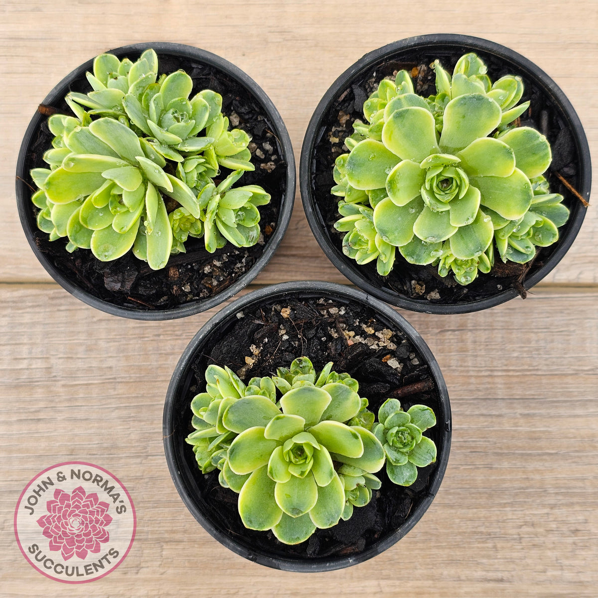 Greenovia Dodrentalis Variegated