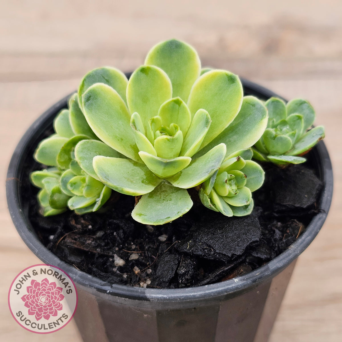 Greenovia Dodrentalis Variegated