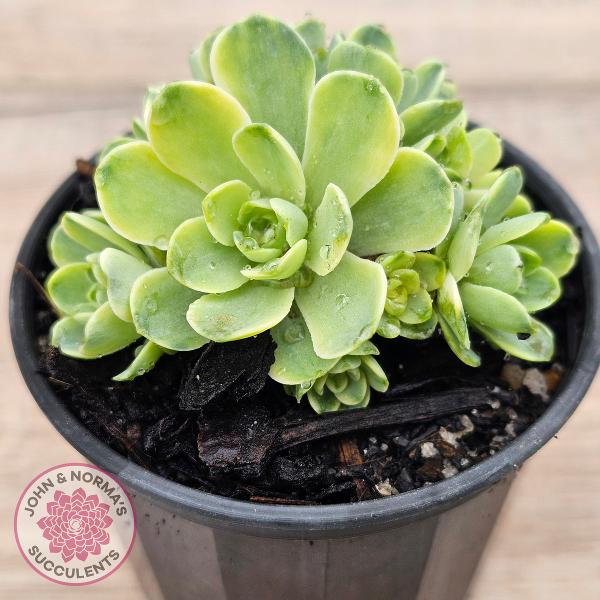 Greenovia Dodrentalis Variegated