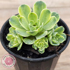 Greenovia Dodrentalis Variegated