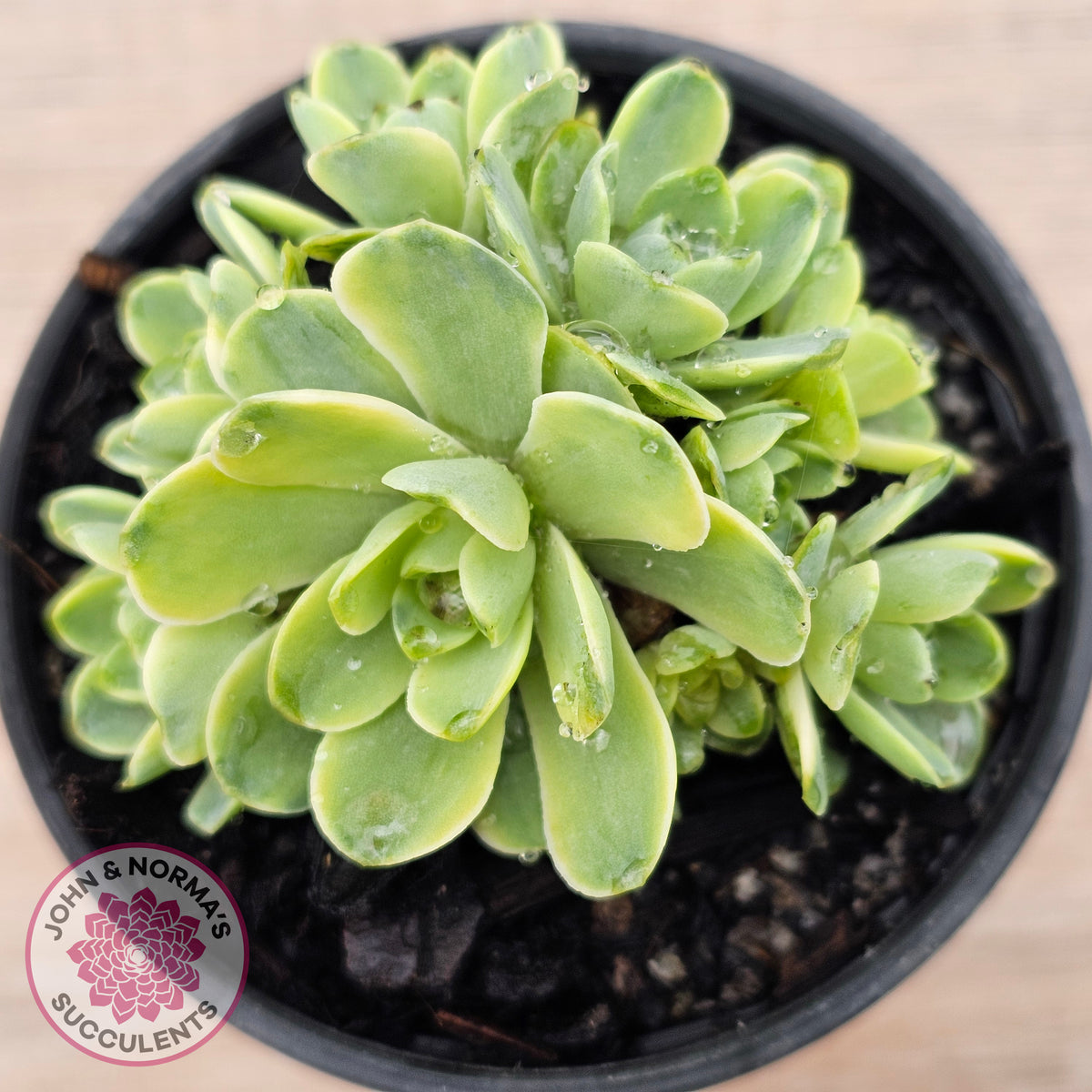 Greenovia Dodrentalis Variegated