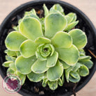 Greenovia Dodrentalis Variegated