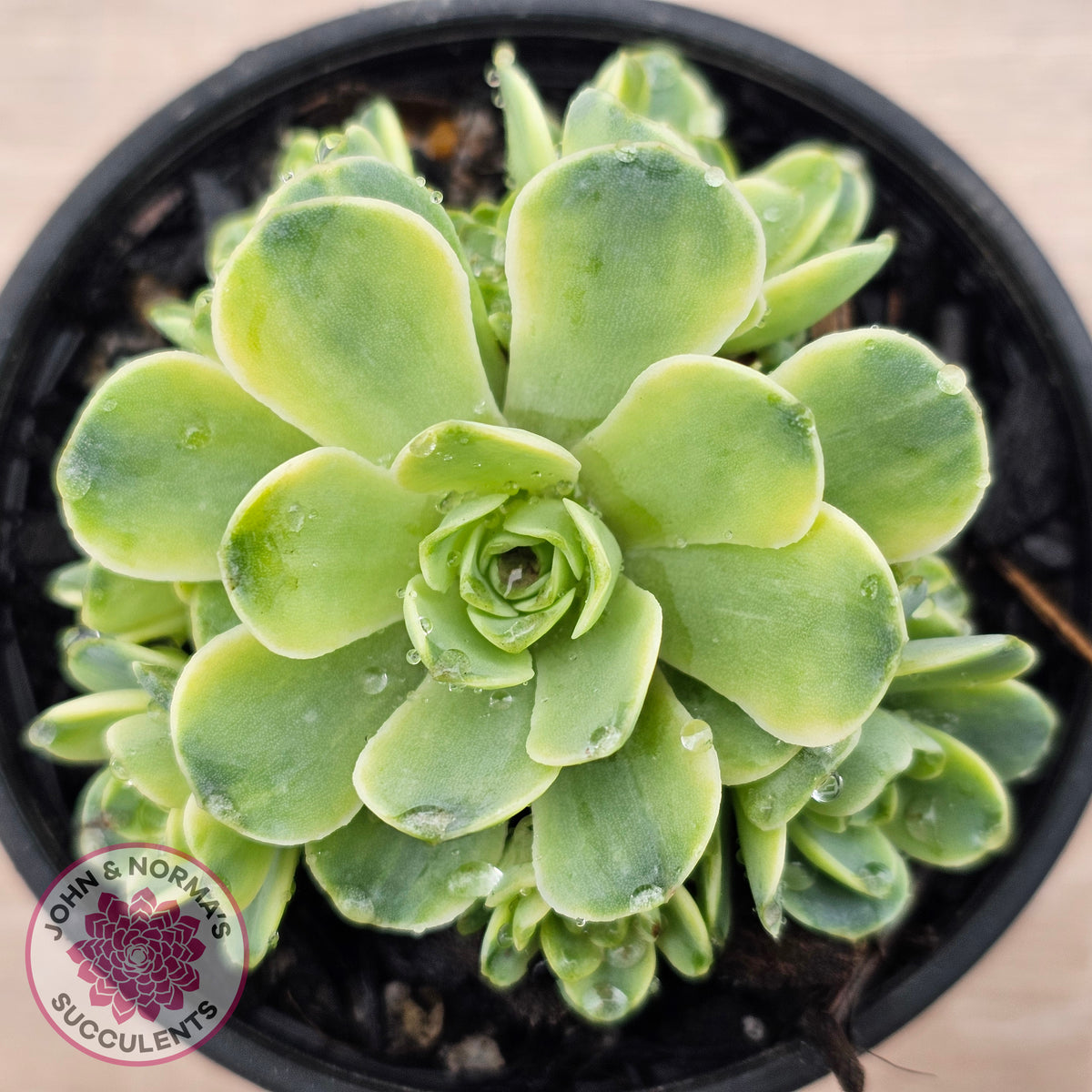 Greenovia Dodrentalis Variegated