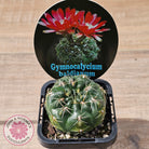 Gymnocalycium baldianum