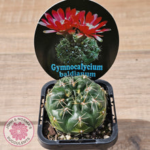 Load image into Gallery viewer, Gymnocalycium baldianum
