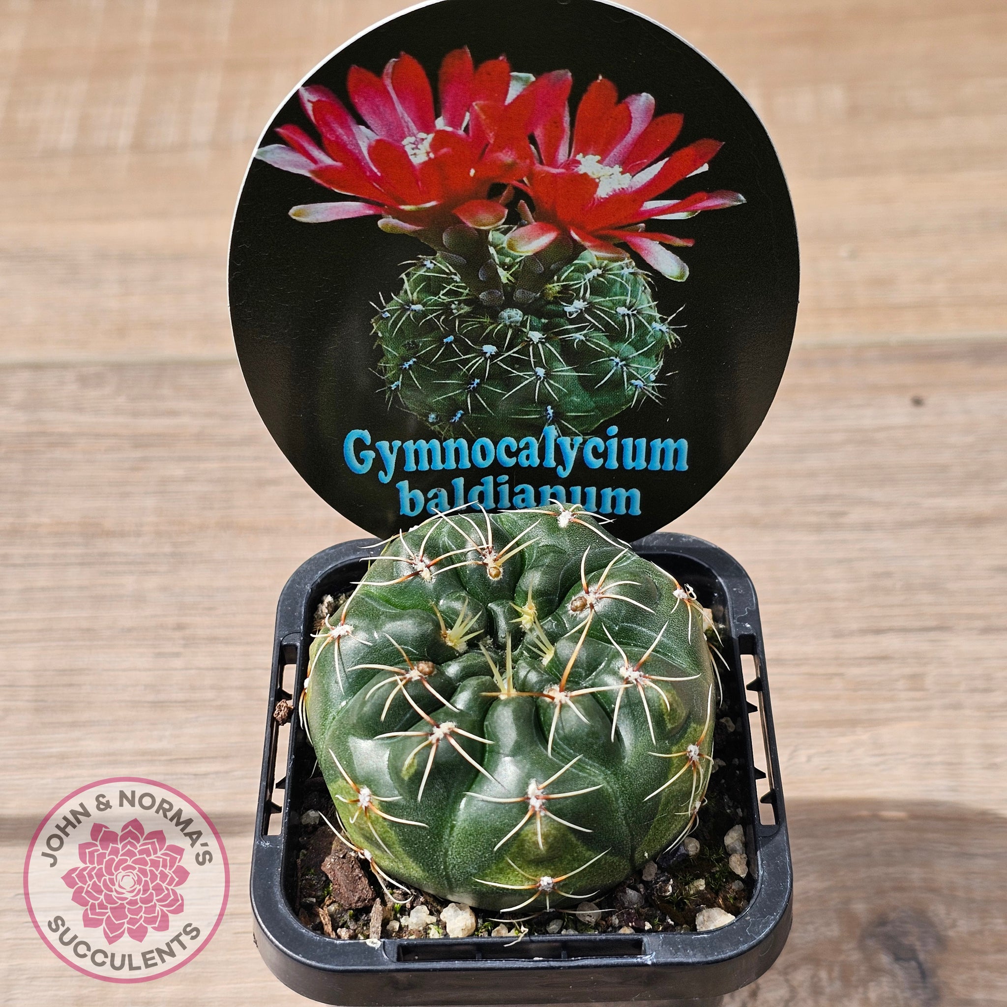 Buy Gymnocalycium baldianum Australia