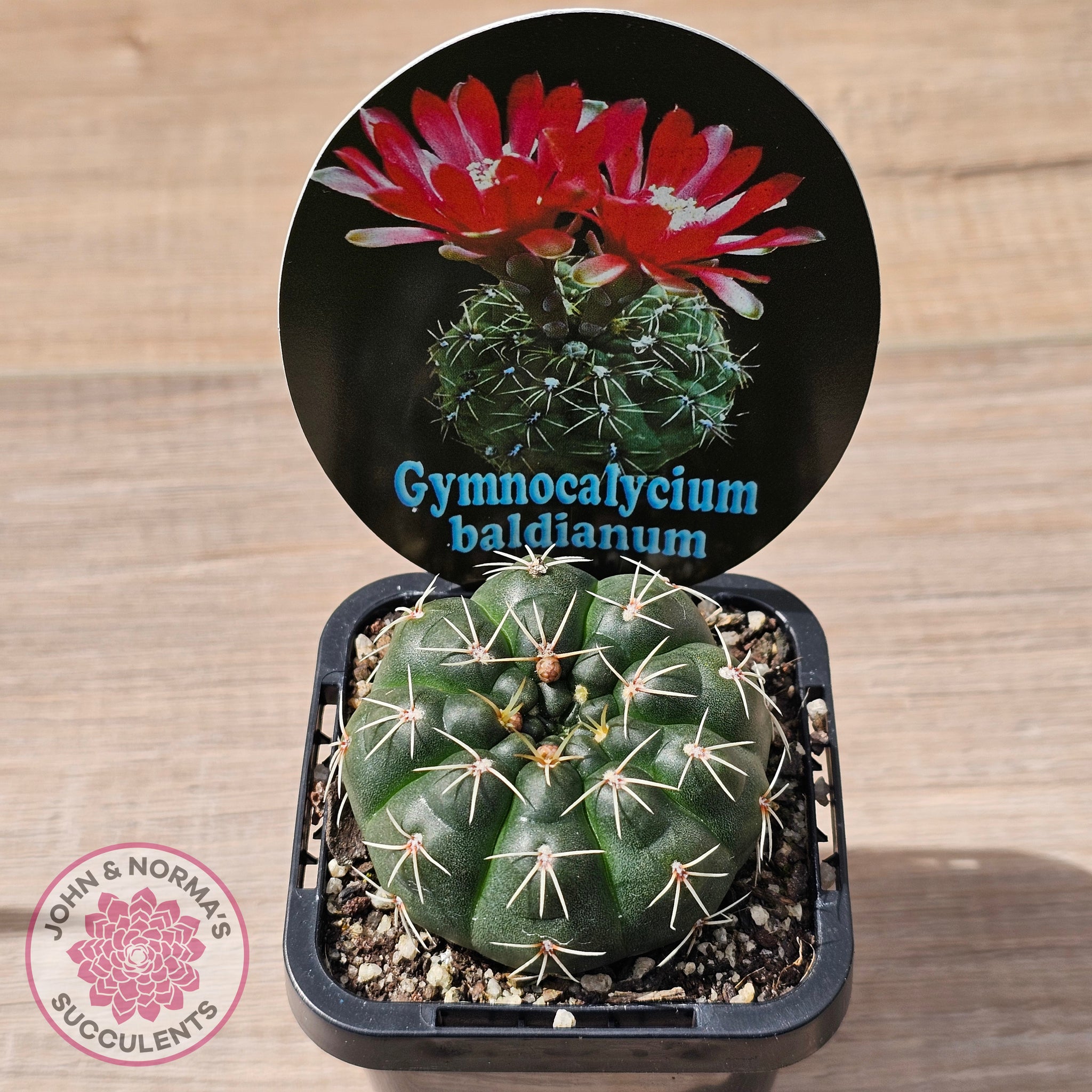 Buy Gymnocalycium baldianum Australia