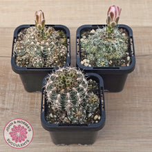 Load image into Gallery viewer, Gymnocalycium bruchii
