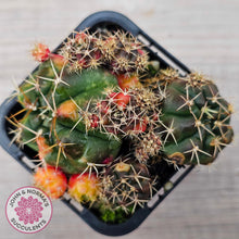 Load image into Gallery viewer, Gymnocalycium damsii Variegata (w pups)
