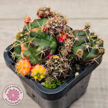 Load image into Gallery viewer, Gymnocalycium damsii Variegata (w pups)
