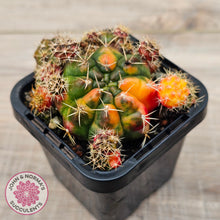 Load image into Gallery viewer, Gymnocalycium damsii Variegata (w pups)
