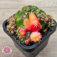 Load image into Gallery viewer, Gymnocalycium damsii Variegata (w pups)
