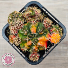 Load image into Gallery viewer, Gymnocalycium damsii Variegata (w pups)
