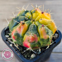 Load image into Gallery viewer, Gymnocalycium damsii Variegata
