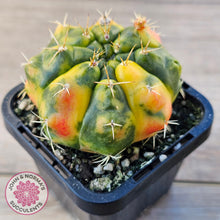 Load image into Gallery viewer, Gymnocalycium damsii Variegata

