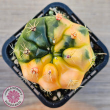 Load image into Gallery viewer, Gymnocalycium damsii Variegata
