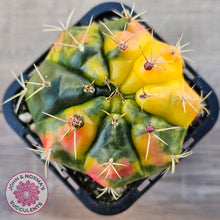 Load image into Gallery viewer, Gymnocalycium damsii Variegata
