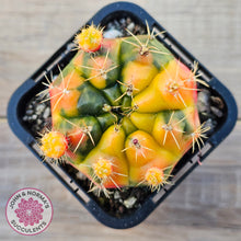 Load image into Gallery viewer, Gymnocalycium damsii Variegata
