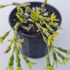 Hatiora salicornioides (Lg)