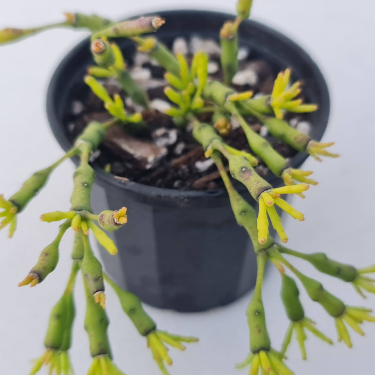 Hatiora salicornioides (Lg)