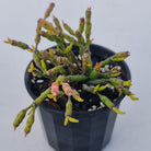 Hatiora salicornioides (Lg)