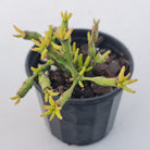 Hatiora salicornioides (Lg)